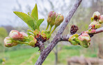 Sauerkirschen blühen im Schnitt 14 Tage später als Süßkirschen