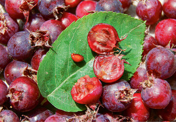 Felsenbirnen zhlen zu den Kernobstgewchsen, ihre Frchte sind botanisch keine Beeren