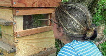Petra Studer Heiniger beobachtet ihre Bienen im Stock durch eine Scheibe