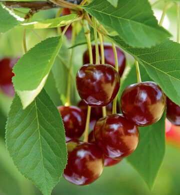 Skirschen, Pflaumen, Zwetschgen und Mirabellen werden immer mit Stiel geerntet. Sauerkirschen und Himbeeren werden ohne Stiel gepflckt und mssen deswegen sofort gegessen oder verarbeitet werden.