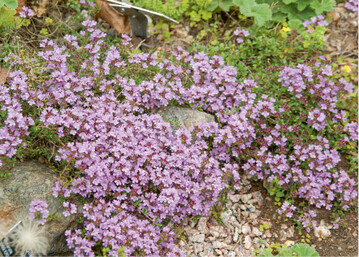 Die wunderbar duftenden Thymianpolster knnen sich an einem zusagenden Standort zu groen Flchen ausbreiten. Auf der wrmespeichernden Kiesschicht fhlen sie sich auf jeden Fall wohl, diese sorgt auerdem bei winterlicher Nsse dafr, dass das immergrne feine Laub schnell abtrocknet und so vor Fulnis geschtzt ist.