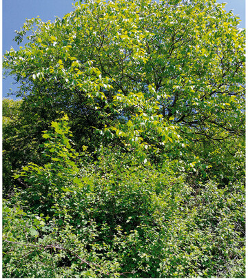 Insgesamt wurden 13 Walnusssorten gepflanzt: ‘Moselaner Walnuss’, ‘Weinheimer Walnuss’, ‘Geisenheimer Walnuss’, ‘Mars’ (Tschechien), ‘Apollo’ (Tschechien), ‘Saturn’ (Tschechien), ‘Lake’ (USA), ‘Adams’ (USA), ‘Lara’ (Frankreich), ‘Sampion’ (Balkan), ‘Elit’ (Balkan), ‘Aufhauser Baden’ (rotkernig).