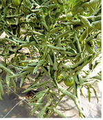 Blattrollen an Tomaten. Auf den Ertrag hat das Blattrollen zunächst nur wenig Einfluss. Ursachen sind meist Trockenheit oder Überdüngung. So wächst die Gefahr von Braunfäule und langfristig auch von Viruserkrankungen.