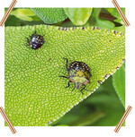 Larven der Chinesischen Reiswanze im 2. und 3. Larvenstadium