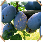 Fruchtmonilia an Zwetschgen