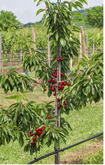 Klein gehaltene Kirschbäume (hier Summit) auf schwachen Unterlagen mit Spindelerziehung tragen schon früh