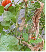 Rostmilbenbefall an Stängel und Blatt von Tomate. Typisch ist der Beginn von der Stängelseite im Gegensatz zur Kraut- und Braunfäule, wo häufig der Befall von der Blattspitze her stattfindet. Befallene Pflanzen im Biomüll entsorgen, damit einer Überwinterung von Eiern vorgebeugt wird. Bei Befall im Gewächshaus und Freiland im Folgejahr neue Schnüre verwenden bzw. Stäbe gut reinigen. Das gleiche gilt für die Reinigung des Gewächshauses.