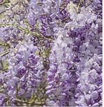 Zwei Mal schneiden: Durch regelmäßigen kräftigen Rückschnitt im Juli/August (und zusätzlich im Vorfrühling) wird die Bildung der Blüten tragenden Kurztriebe angeregt.