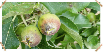 Blatt- und Fruchtschorf bei ‘Jonagld’