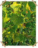 Blattfallkrankheit an Johannisbeere