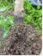 Stammbasisfäule nach <em>Athelia </em>-Infektion