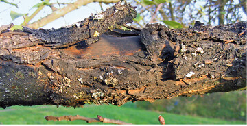 Von <em>Diplodia </em>„verbrannter" Holzkrper – unter der Verfrbung sinkt die Rinde hufig leicht ein