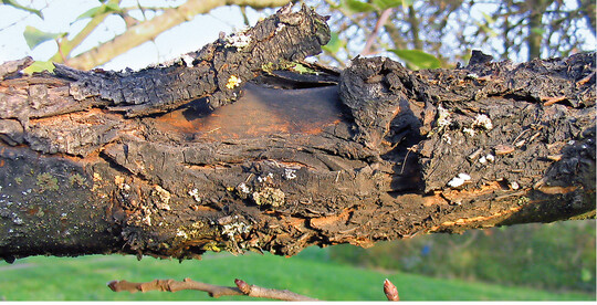 Von <em>Diplodia </em>„verbrannter" Holzkrper – unter der Verfrbung sinkt die Rinde hufig leicht ein