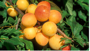 Die Fruchtfarbe von Susinensorten (hier Primavera) varriiert zwischen Gelb und Schwarz