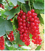 Die Sorte Rovada überzeugt mit guten Erträgen und langen Trauben. Erziehung: Rote und Weiße Johannisbeeren fruchten am einjährigen Holz und an Bukettknospen an 2- bis 3-jährigen Trieben. Schwarze Johannisbeeren fruchten nur am einjährigen Holz. So können mehr Triebe am Stock bleiben, sie müssen aber regelmäßig ersetzt bzw. Basistriebe auf Jungtriebe umgesetzt werden.