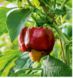 Bei der Blütenendfäule brechen die Zellwände zusammen und das betroffene Gewebe stirbt ab. Tipp: Eine gleichmäßige und ausreichende Wasserversorgung ist die wichtigste Prophylaxe gegen Blütenendfäule.