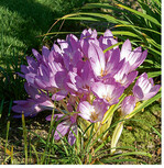 Für herbstblühende Krokusse und Herbstzeitlosen ist jetzt Pflanzzeit. Die kleinen Knollen werden in Gruppen 810 cm tief in die Erde gesetzt und blühen bereits zwei Monate später.