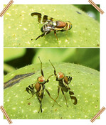 Walnussfruchtfliegen auf einer Walnuss