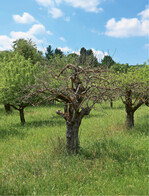 Durch Trockenheit abgestorbener Apfelbaum