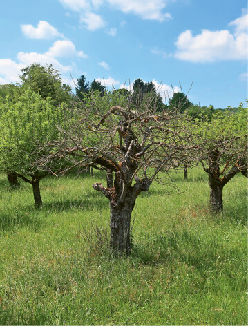  Durch Trockenheit abgestorbener Apfelbaum 