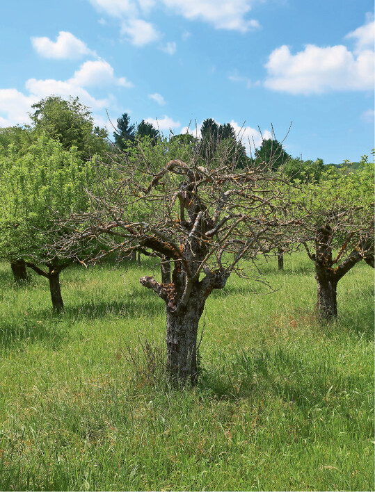  Durch Trockenheit abgestorbener Apfelbaum 