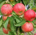 ‘Topaz’ dient heute als Referenzsorte