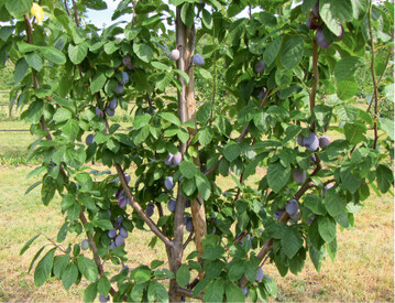  Mit einem zwetschgentypisch fruchtigen Aroma punktet Katinka. Sie reift blaufrbend aus und schmeckt nicht nur frisch, sondern berzeugt mit hervorragenden Backeigenschaften. Die kleinen Frchte hneln der Hauszwetschge und sind der beste Start in die Zwetschgensaison. 