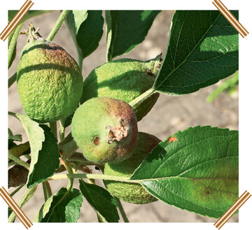  Schorf an Blatt und Frucht bei Braeburn 