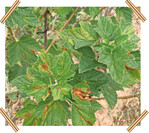 Spinnmilbenbefall an Johannisbeere