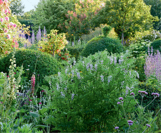 Cynthia Nagels Gemsegarten im Sommer mit Geiraute, Muskatellersalbei, Lupinen, Vexiernelke und Knigskerzen
