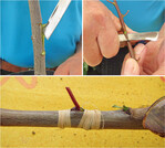 Zum Verbinden können spezielle Veredlungsgummis, Bast oder anderes breites Bindematerial verwendet werden. Das Verbinden beginnt oberhalb des Querschnittes und wird spiralförmig nach unten über den gesamten Längsschnitt geführt. So wird das Edelauge fest an die Unterlage gedrückt und die beiden Pflanzenteile können miteinander verwachsen. Sobald der Blattstiel bei leichter Berührung oder sogar von selbst abfällt, kann man sich über eine erfolgreiche Veredlung freuen. Der Austrieb erfolgt im nächsten Frühjahr, dann werden die konkurrierenden Knospen und Triebe an der Unterlage entfernt.