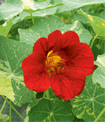 Die Aussaat findet als Dunkelkeimer direkt im Boden oder auch in einem Kübel an einem sonnig bis halbschattigen Standort statt. Stets gleichmäßig feucht halten, der Nährstoffbedarf ist besonders bei starkwachsenden Sorten als mittel bis hoch einzuschätzen.