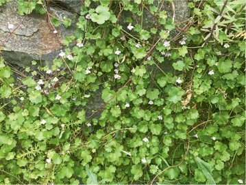 Ganz bezaubernd ist das Zimbelkraut ( Cymbalaria muralis ), das ganze Mauern berspannen kann, indem es mit einem ganz speziellen Mechanismus arbeitet. Nach der Blte biegen sich die Stngel mit den Samenkapseln in Richtung Mauer und schleudern die Samen in vorhandene Mauerritzen hinein, wo die Keimbedingungen optimal sind.