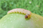 Die Made des Apfelwicklers – der wichtigste Fruchtschädling im Kernobst