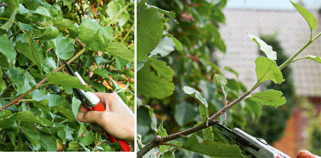 Erster (l.) und zweiter (r.) Fruchtholzschnitt im Juni und August an einem Apfelspalier