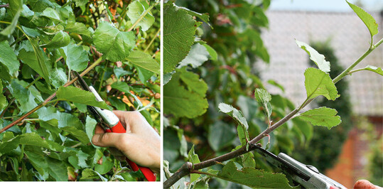 Erster (l.) und zweiter (r.) Fruchtholzschnitt im Juni und August an einem Apfelspalier