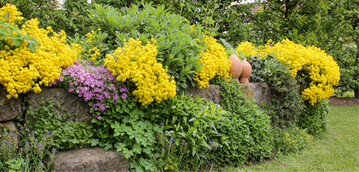 Ein gelbes Band mit Steinkraut ( Alyssum sp. ) lsst das Gemsehochbeet aufleuchten