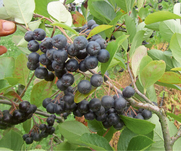 Die Saftausbeute von Aroniabeeren erhht sich um etwa 6 %, wenn die Beeren zuvor leicht gefrostet werden. Die ideale Temperatur zum Auspressen von Aroniabeeren mit einer Fruchtpresse oder einem Entsafter sind 5 C, dafr ist ein kurzzeitiges Tiefgefrieren ausreichend.