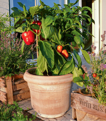 Paprika lassen sich auch wunderbar in Kbeln kultivieren. Rote und orangefarbene Frchte sorgen hier fr hbsche Farbtupfer im satten Grn und garantieren spter einen absoluten Knabber-Spa.