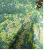 Echter und Falscher Mehltau können auch vereint" auftreten, wie hier auf einem Gurkenblatt. Als Fungizide gegen Mehltau sind je nach Kultur verschiedene Wirkstoffe und Mittel einsetzbar. Infos im Beihefter Umwelt- und sachgerechter Pflanzenschutz im Haus- und Kleingarten (2018)", O&G 3/2018.