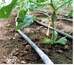 Wassersparend gießen lässt sich am besten über eine Tropfbewässerung. Tipp: Mulchen mit Grasschnitt schützt vor Austrocknung des Bodens und verringert so den Wasserbedarf.