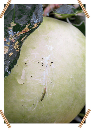 Schabefra durch Fruchtschalenwickler