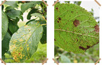 Symptome des Zwetschgenrostes: links Blattoberseite, rechts Blattunterseite