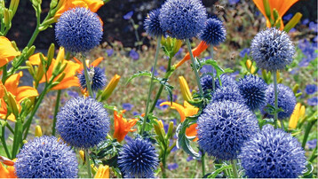 Die Kugeldistel ( <em>Echinops ritro </em>‘Veitch’s Blue’) bringt in groer Zahl Bltenkugeln von intensivem Blau hervor