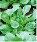 Frischer knackiger Feldsalat, hierauf freut man sich im Herbst. Tipp: Profis stellen zur Verbesserung des Auflaufergebnisses im Sommer niedere Folientunnel mit Schattiergewebe auf, um die Bodentemperaturen nicht zu hoch steigen zu lassen.