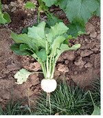 Mairüben sind eine Alternative zu Kohlrabi.Auch das Laub der Rüben kann wie Spinat zubereitet werden. Eine spezielle Auslese der Speiserüben auf Laub ohne Rübe Namenia oder Stielmus genannt wird gerne im Rheinland meist als Frühgemüse verzehrt.