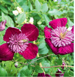 <em>Clematis viticella </em>werden im Frühjahr bis zu einer Handbreit über dem Boden zurückgeschnitten. Sie klettern in einem Jahr problemlos bis zu 2,5 m und blühen an den einjährigen Trieben.