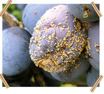 Fruchtmonilia-Kontaktfäule an Pflaume