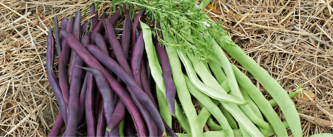 Ganz frisch am aromatischsten: Spargelerbsen in der Küche (unten rechts die dekorative Blüte)