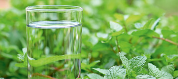 Minze enthlt Menthol, das beim Genuss ein Erfrischungsgefhl hervorruft